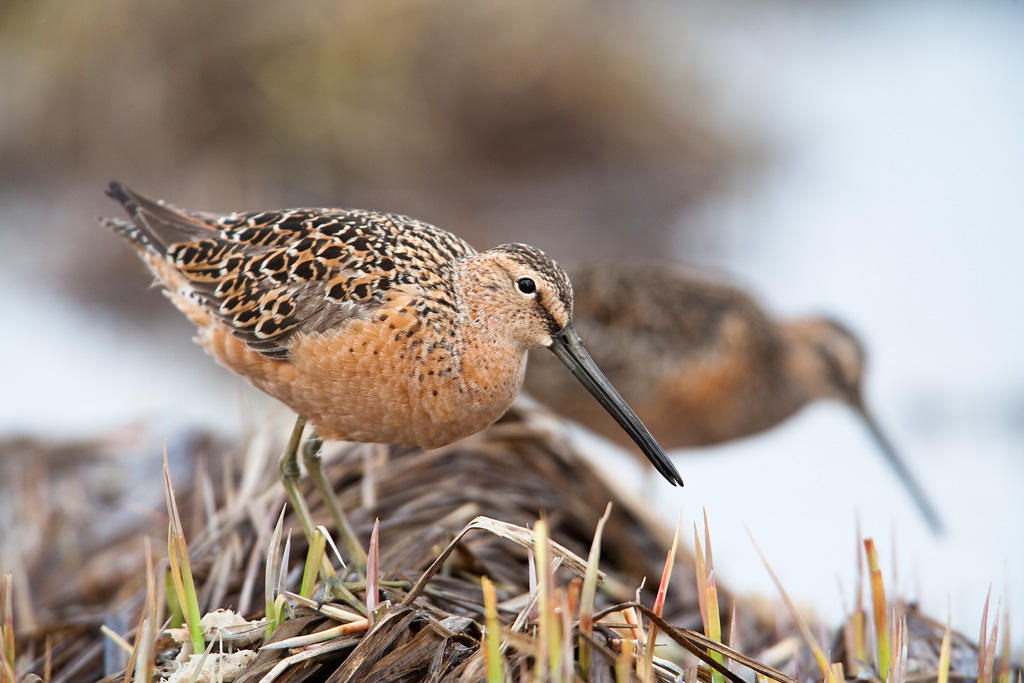 Long-billed Dowitcher. Long-billed Dowitcher.