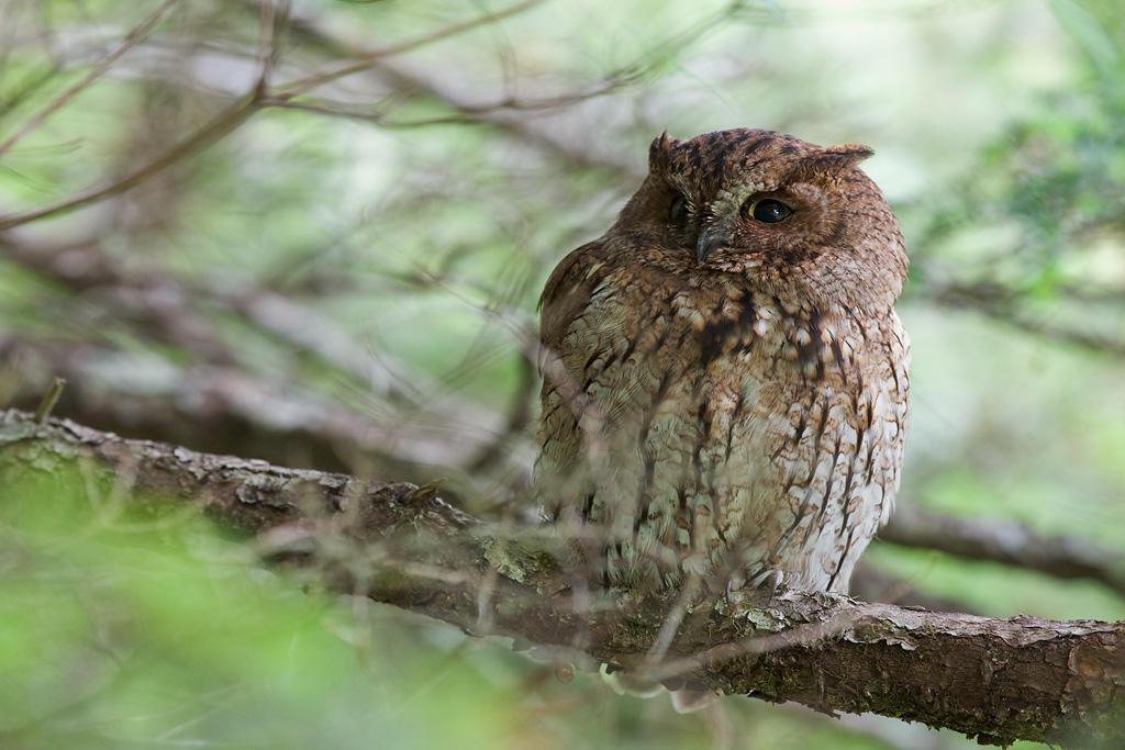 Western Screech Owl. 