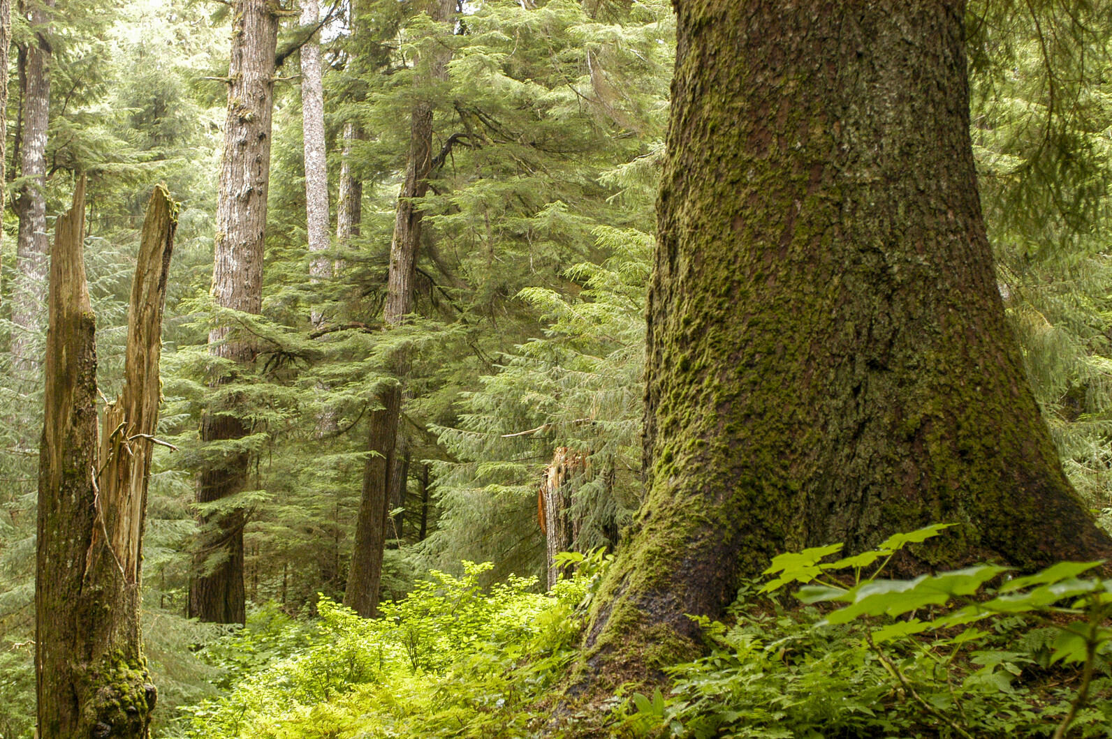 Wooded forest with old-growth trees