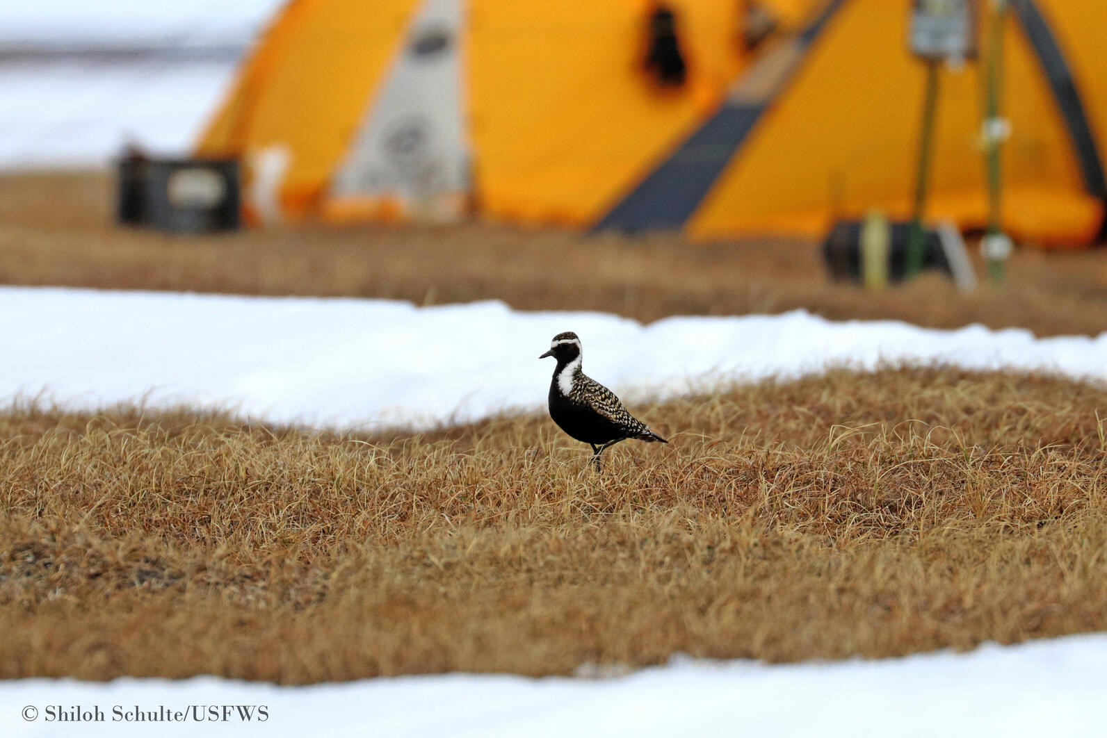 Shorebird Shorebird