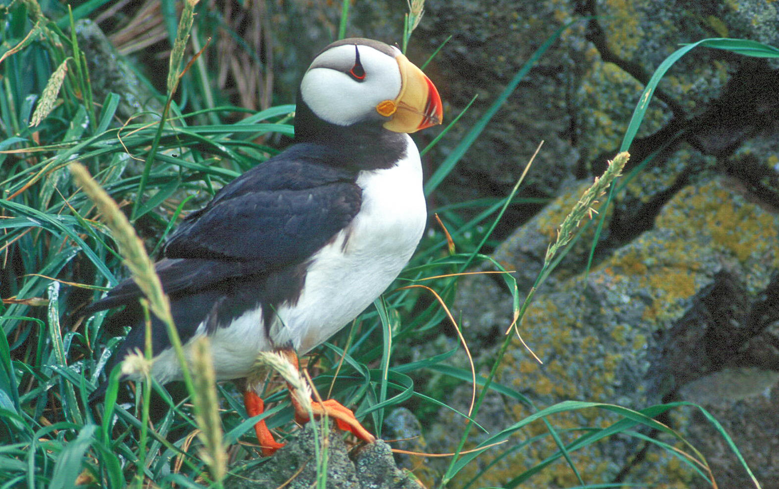 Horned Puffin. 