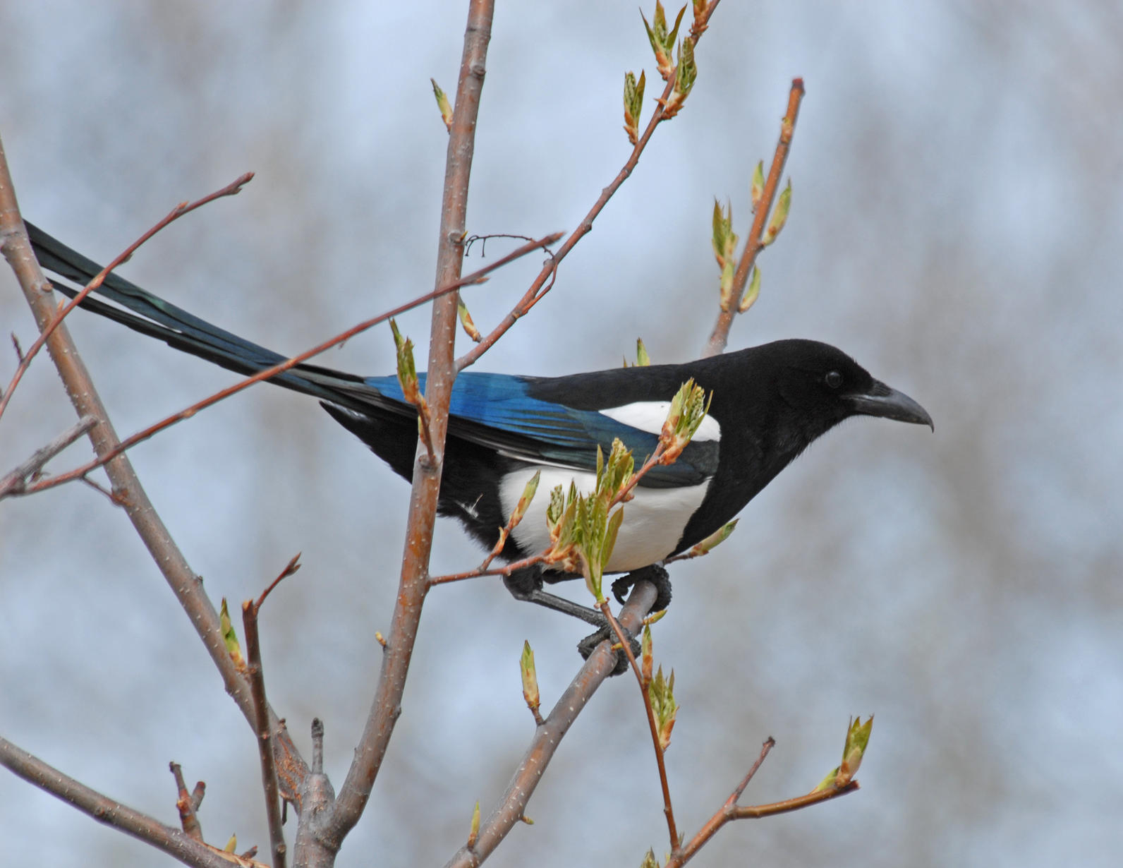 Black-billed Magpie. Black-billed Magpie.