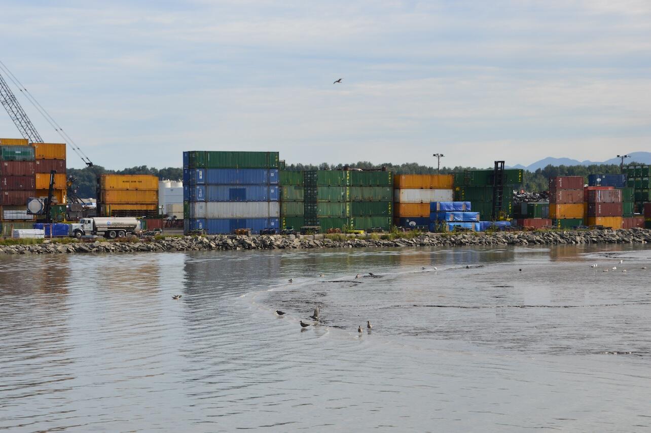 Multiple birds on muddy shore Multiple birds on muddy shore