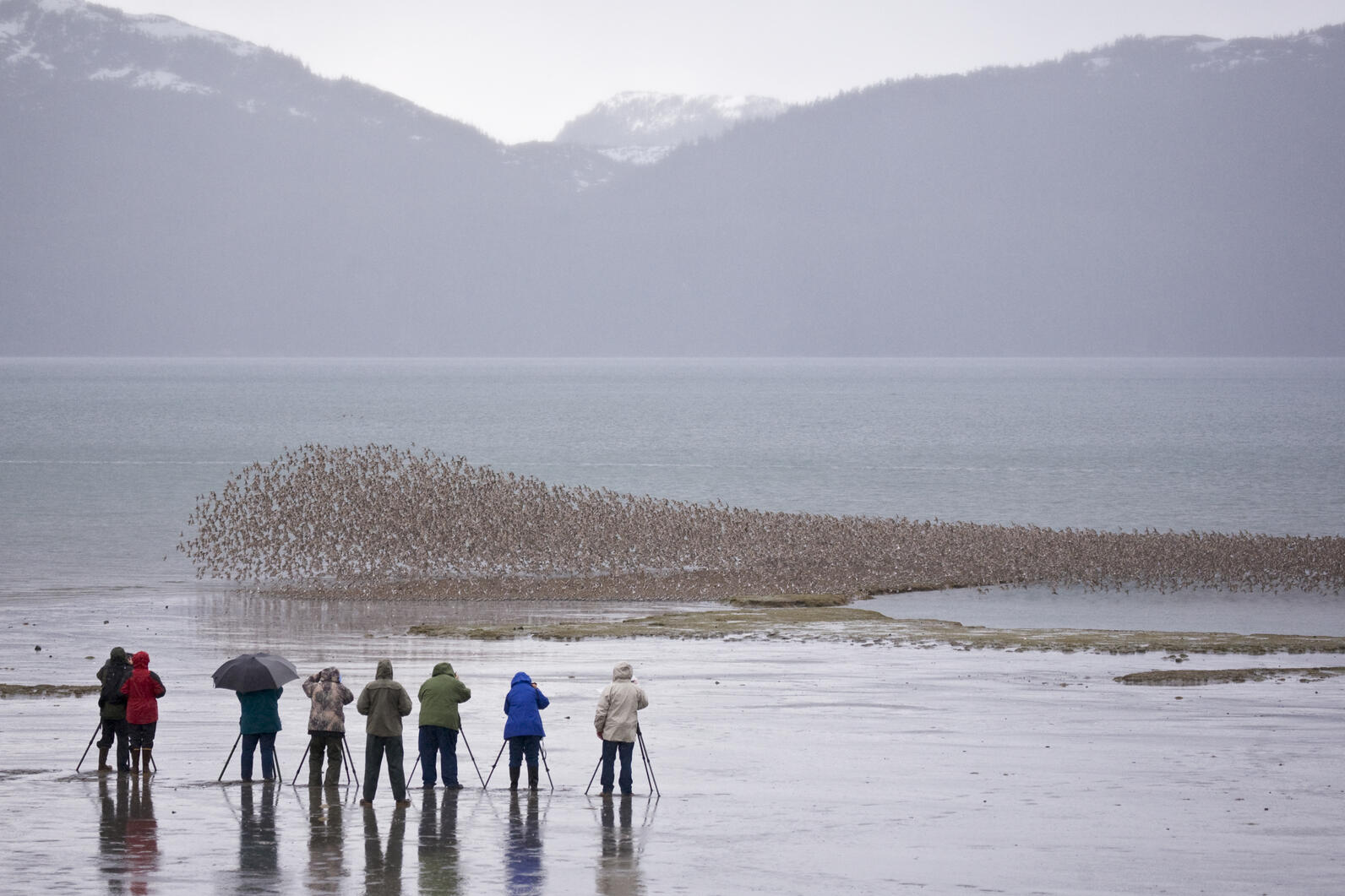 Crowd on beach photographing flock of birds