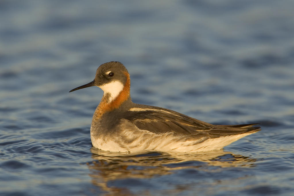 Red-necked Phalarope. 