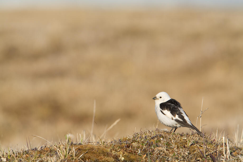Snow Bunting. Snow Bunting.