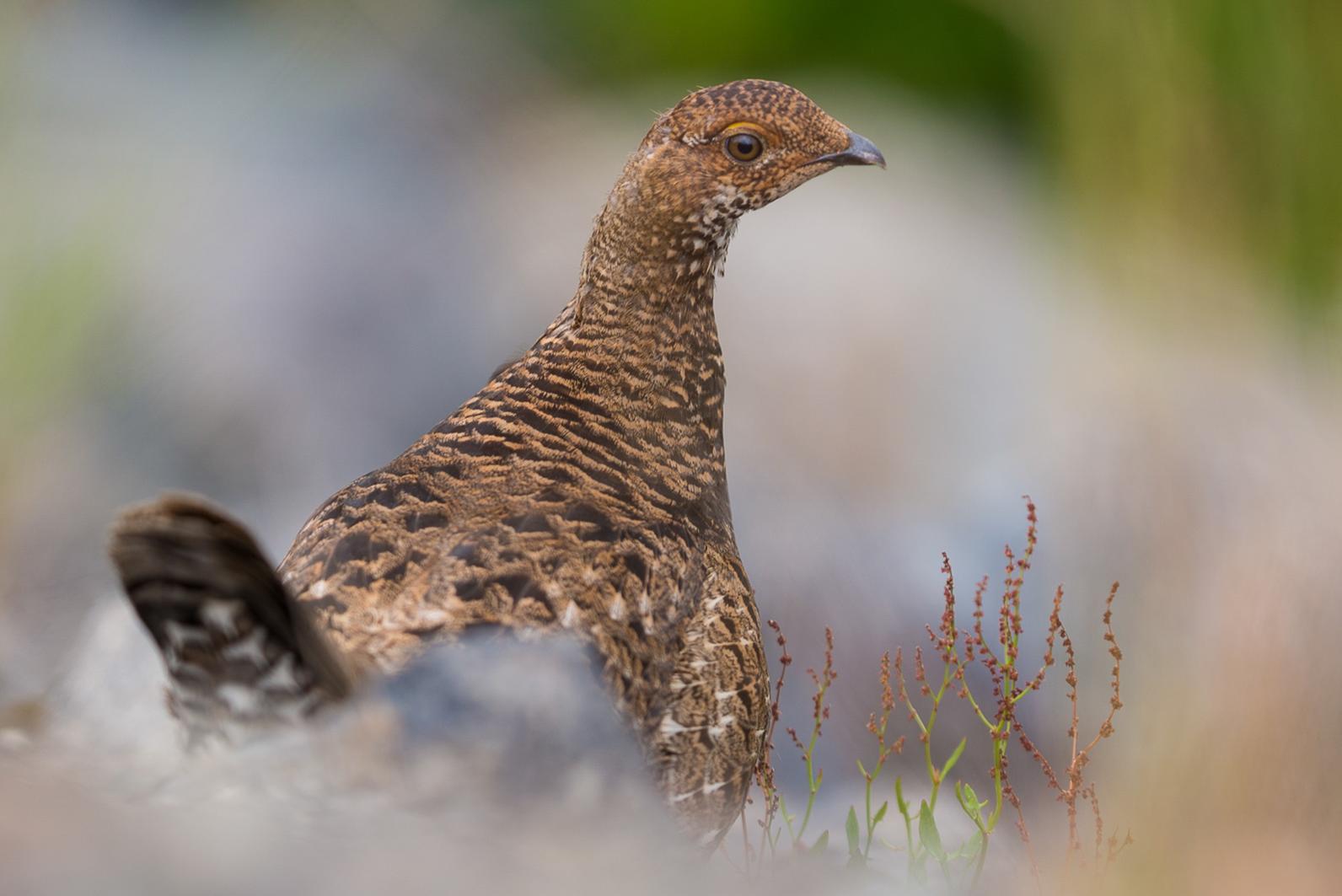 Sooty Grouse