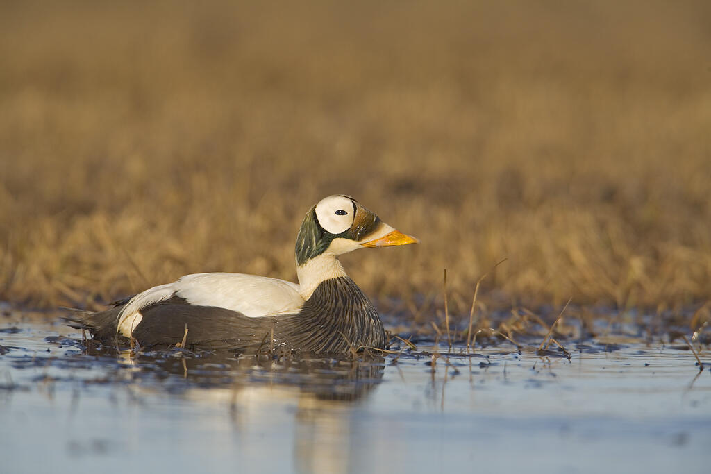 Spectacled Eider. Spectacled Eider.