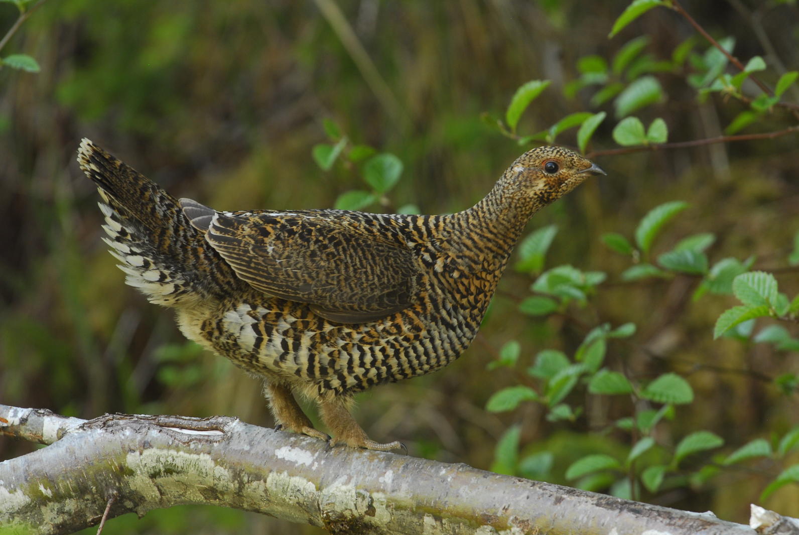 Prince of Wales Spruce Grouse is a subspecies of the Spruce Grouse found only on Prince of Wales Island in the Tongass National Forest. 
