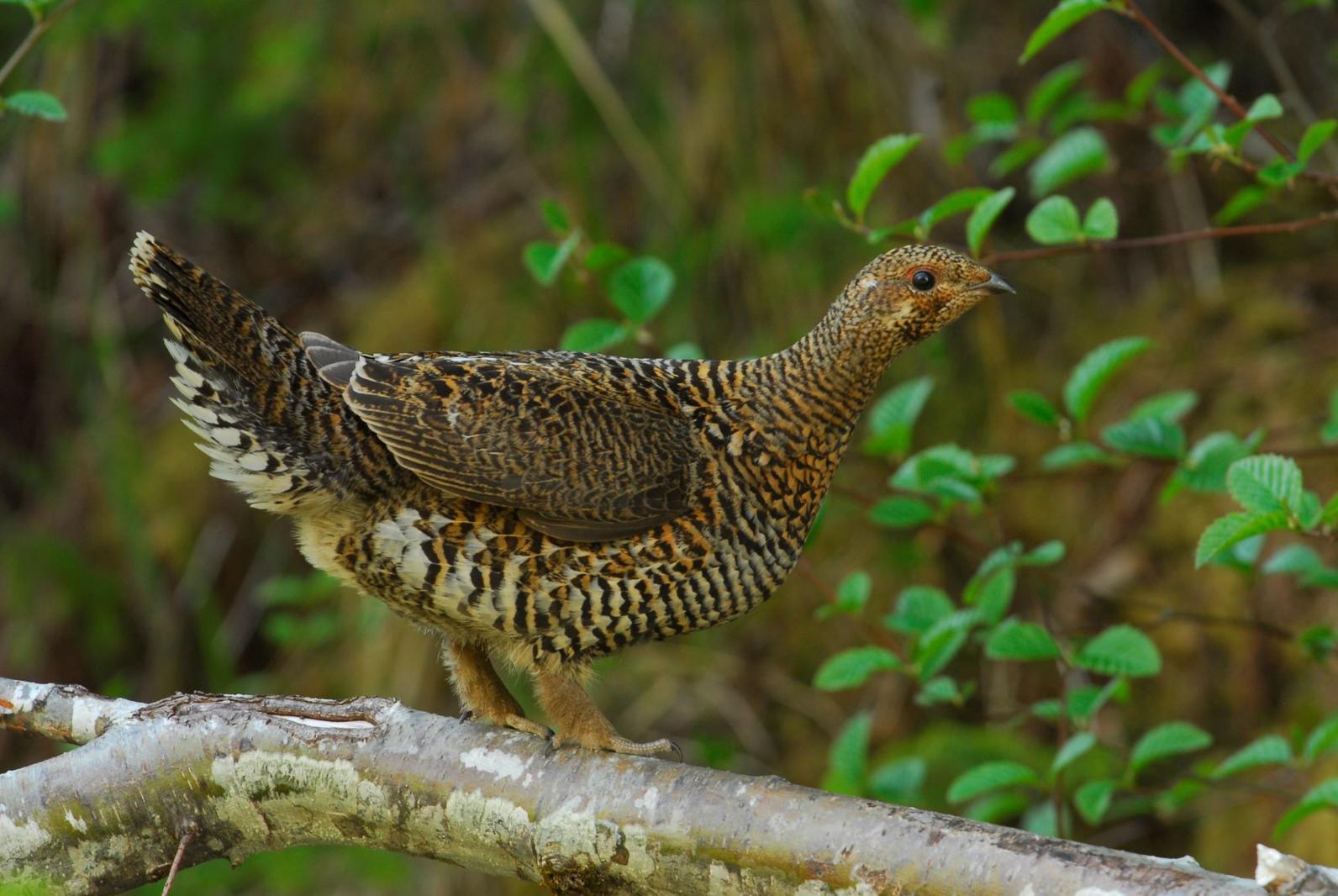 Prince of Wales Spruce Grouse is a subspecies of the Spruce Grouse found only on Prince of Wales Island in the Tongass National Forest. 
