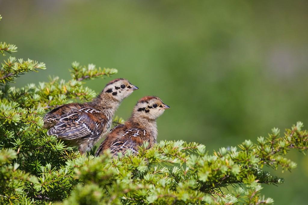 Young Spruce Grouse