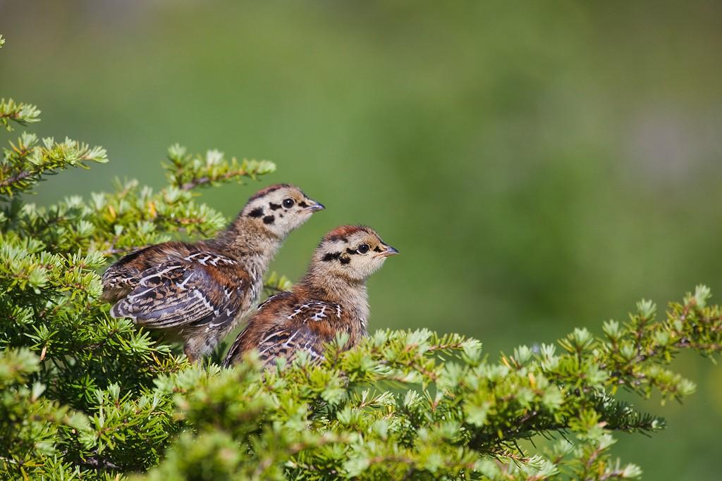 Young Spruce Grouse Young Spruce Grouse