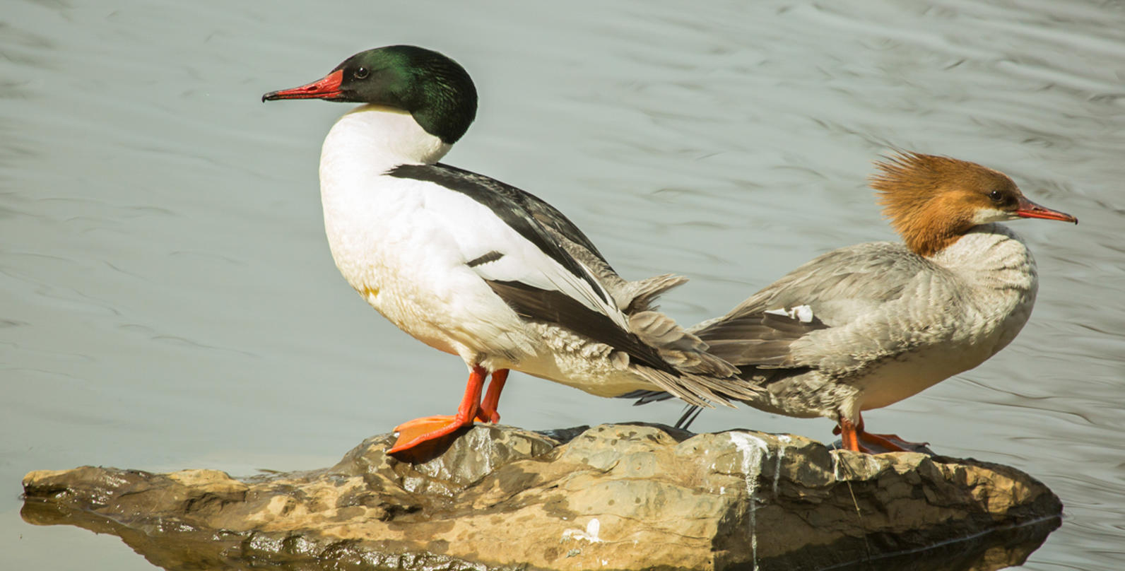 Common Merganser. Common Merganser.