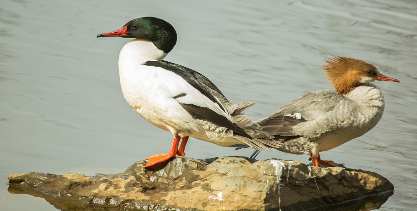 Common Merganser. 