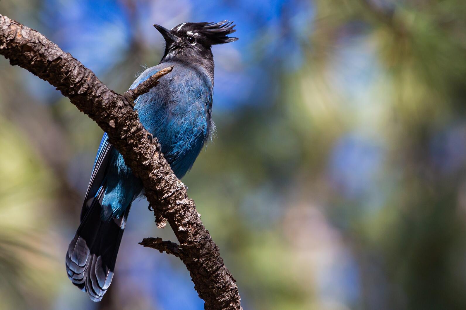 Black and blue bird perched on branch