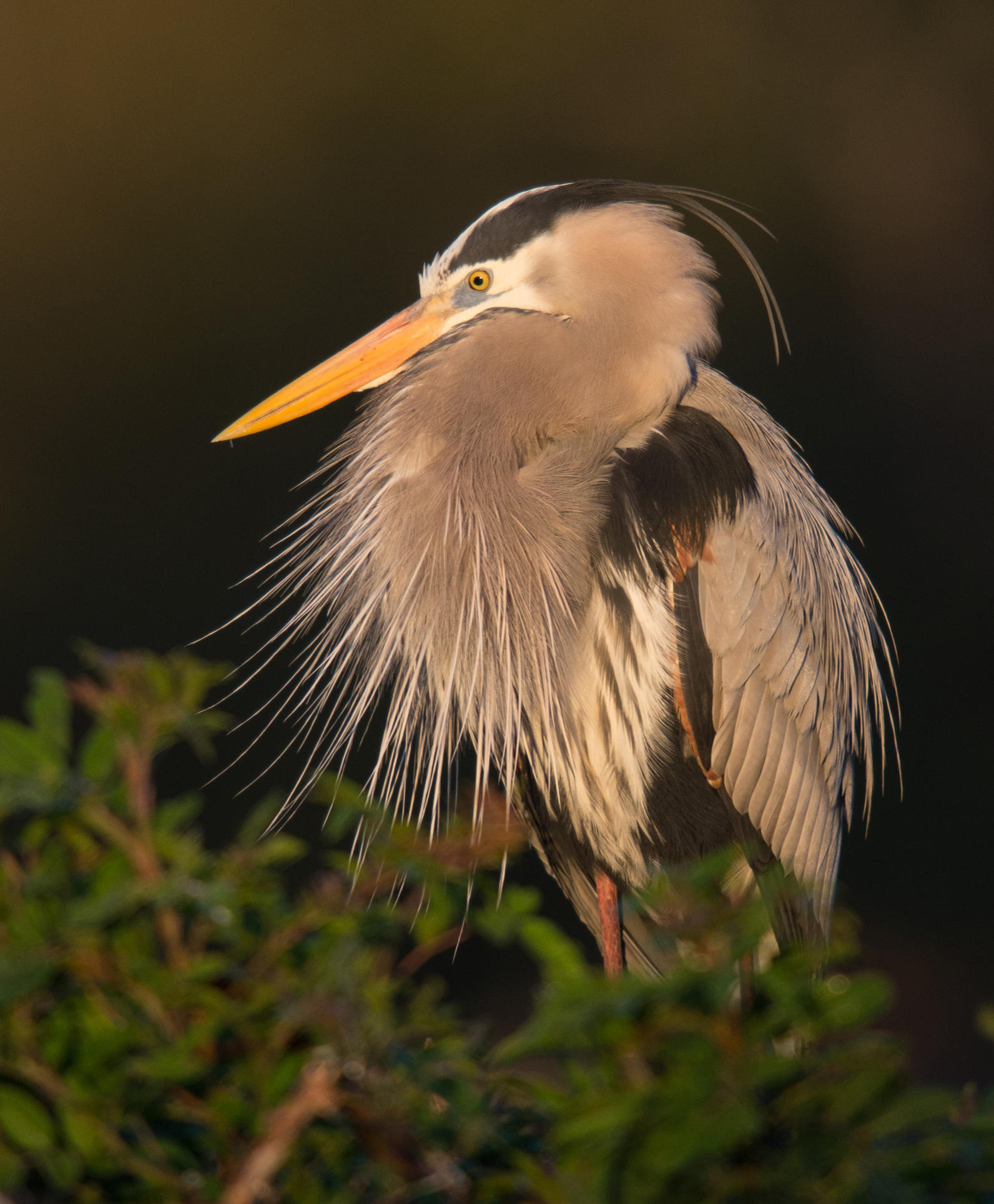 Great Blue Heron. 