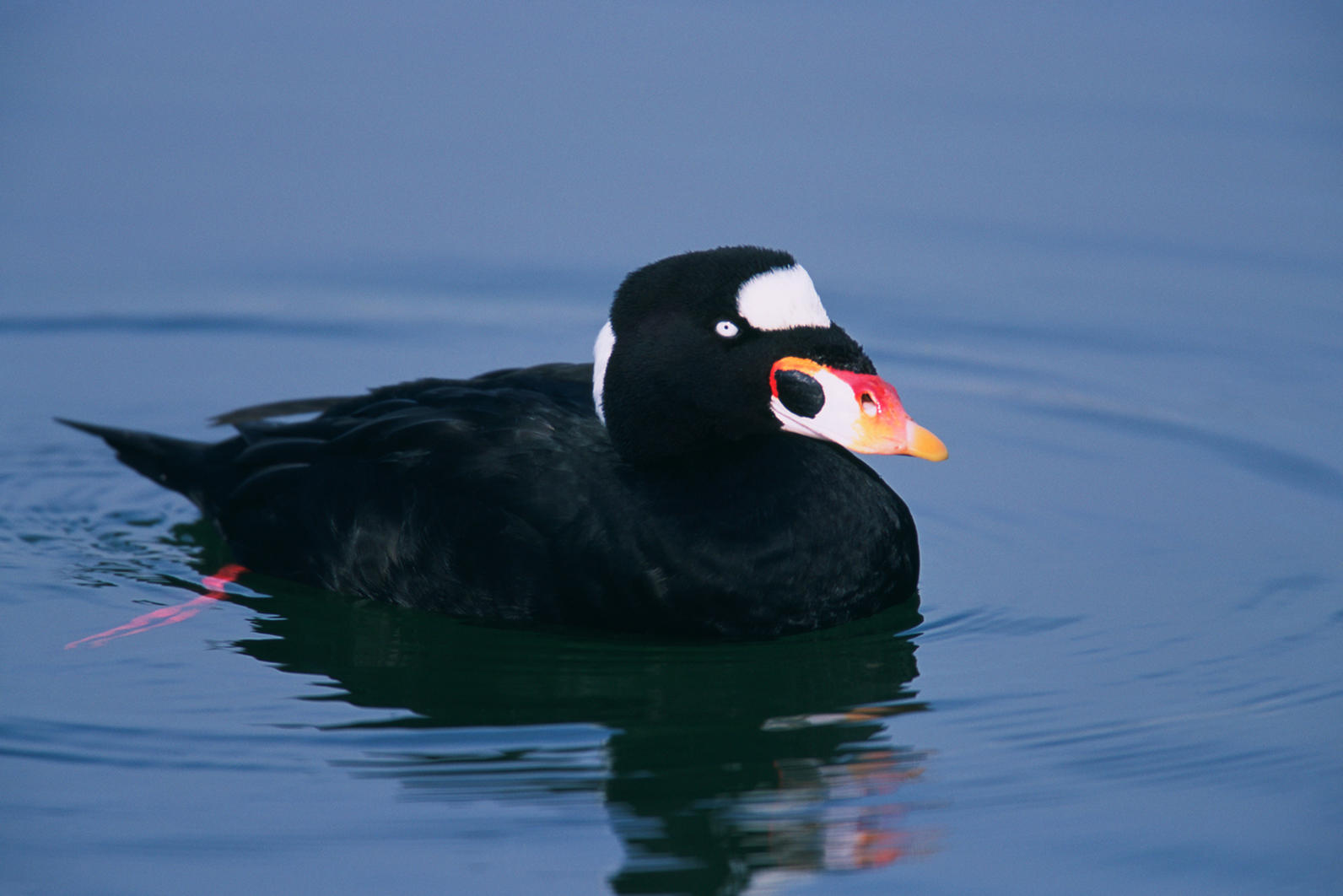 Surf Scoter. Surf Scoter.