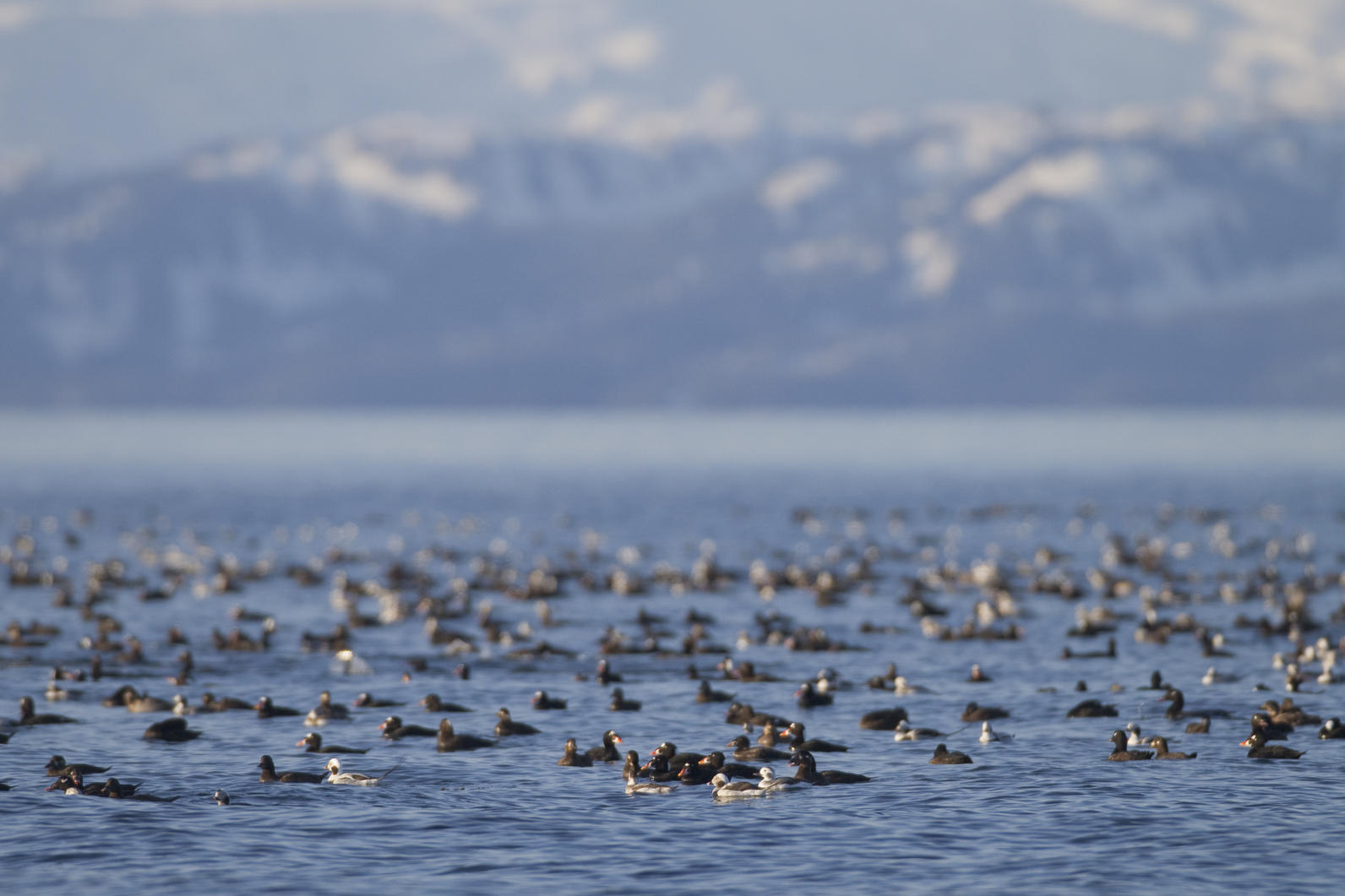 Surf Scoter flock Surf Scoter flock