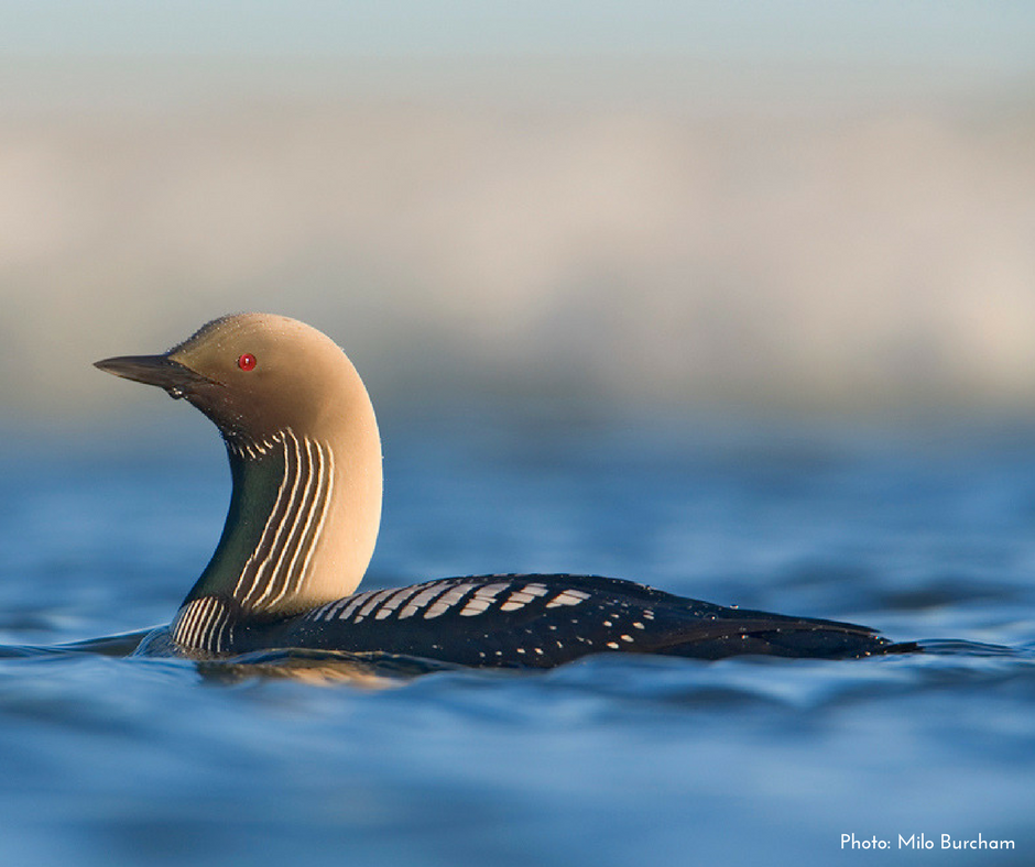 Pacific Loon. 