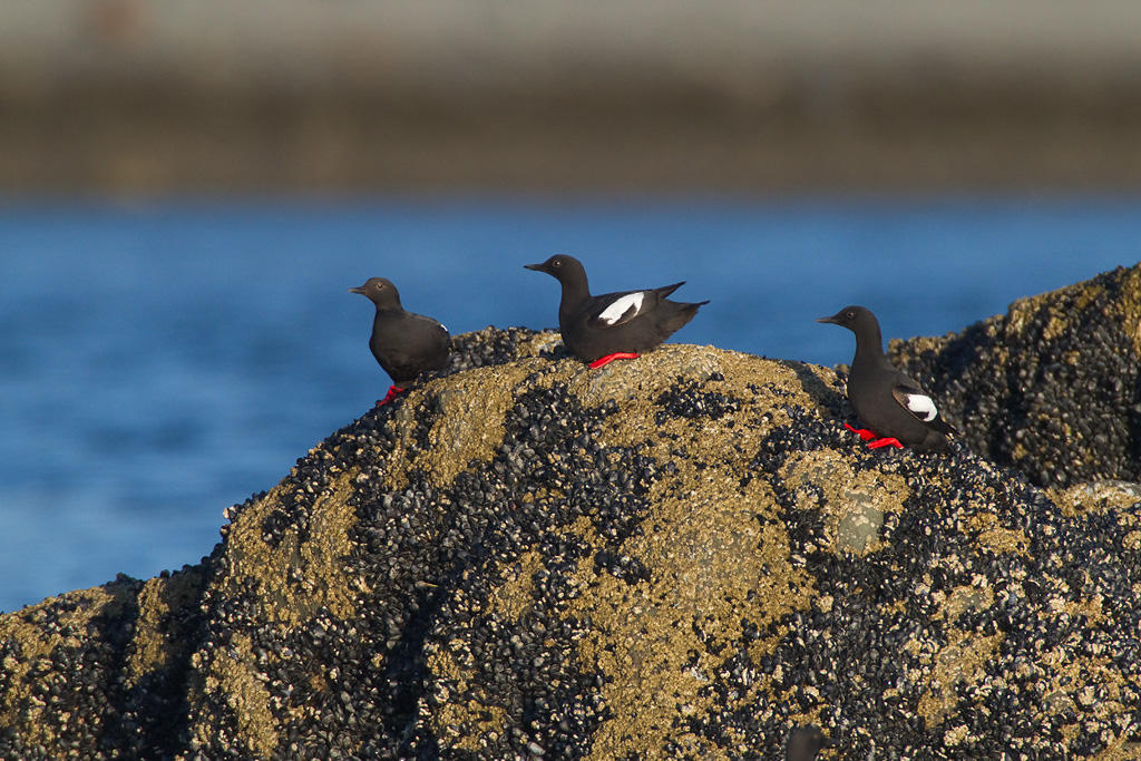 Pigeon Guillemots. Pigeon Guillemots.