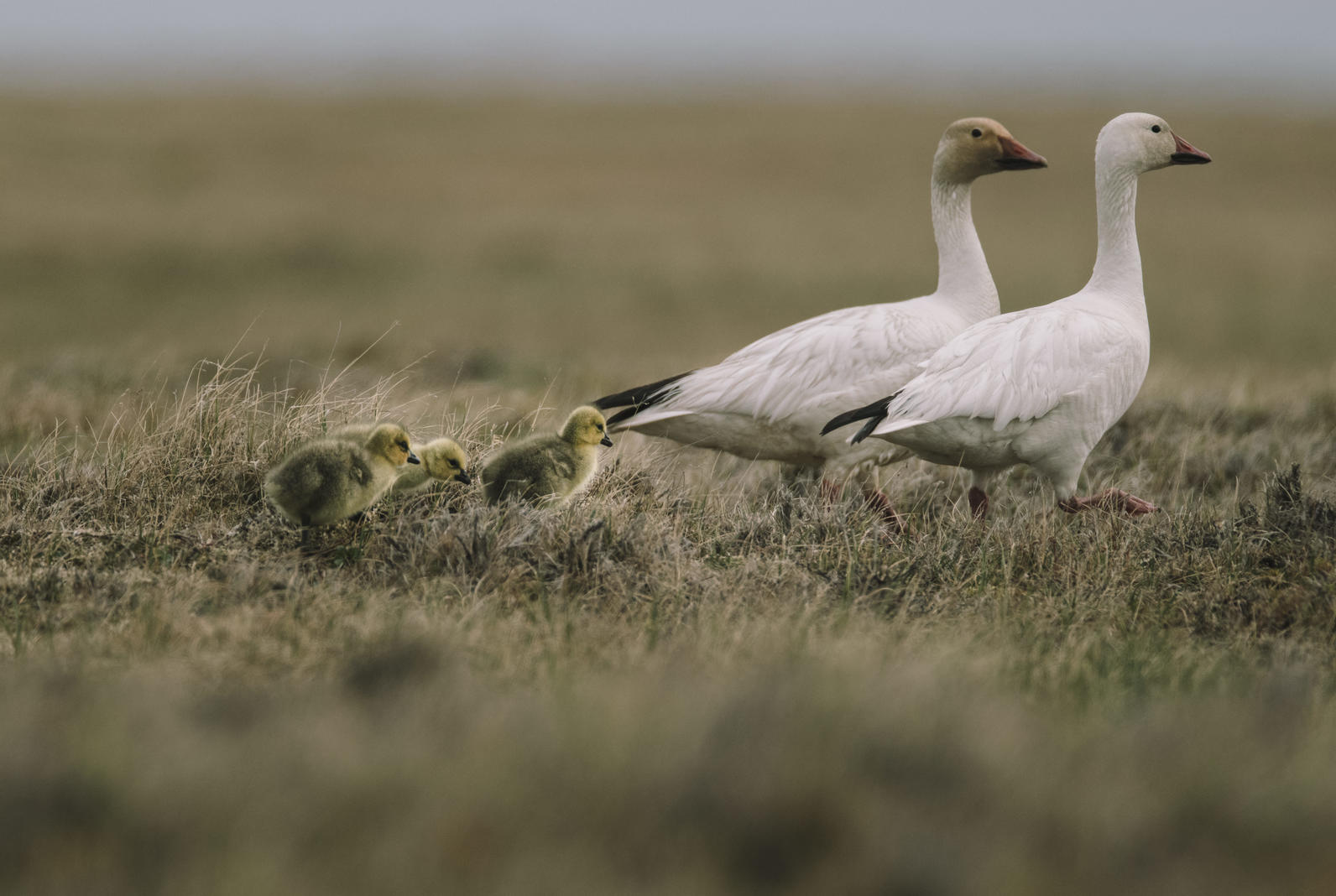 Snow Goose family at Teshekpuk Lake