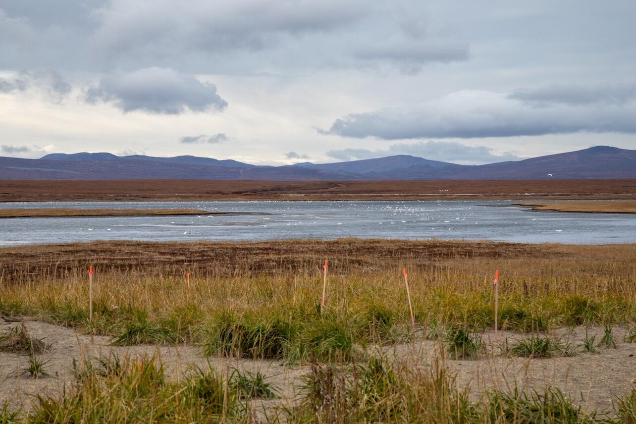 Stakes near Alaskan sound Stakes near Alaskan sound