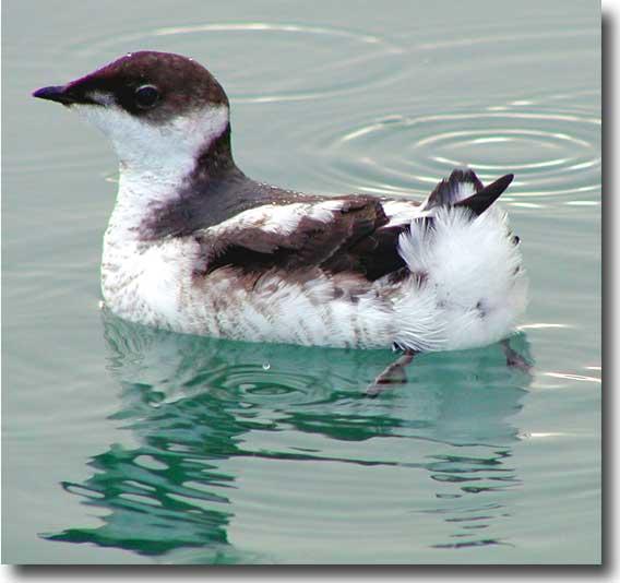 Marbled Murrelet. Marbled Murrelet.