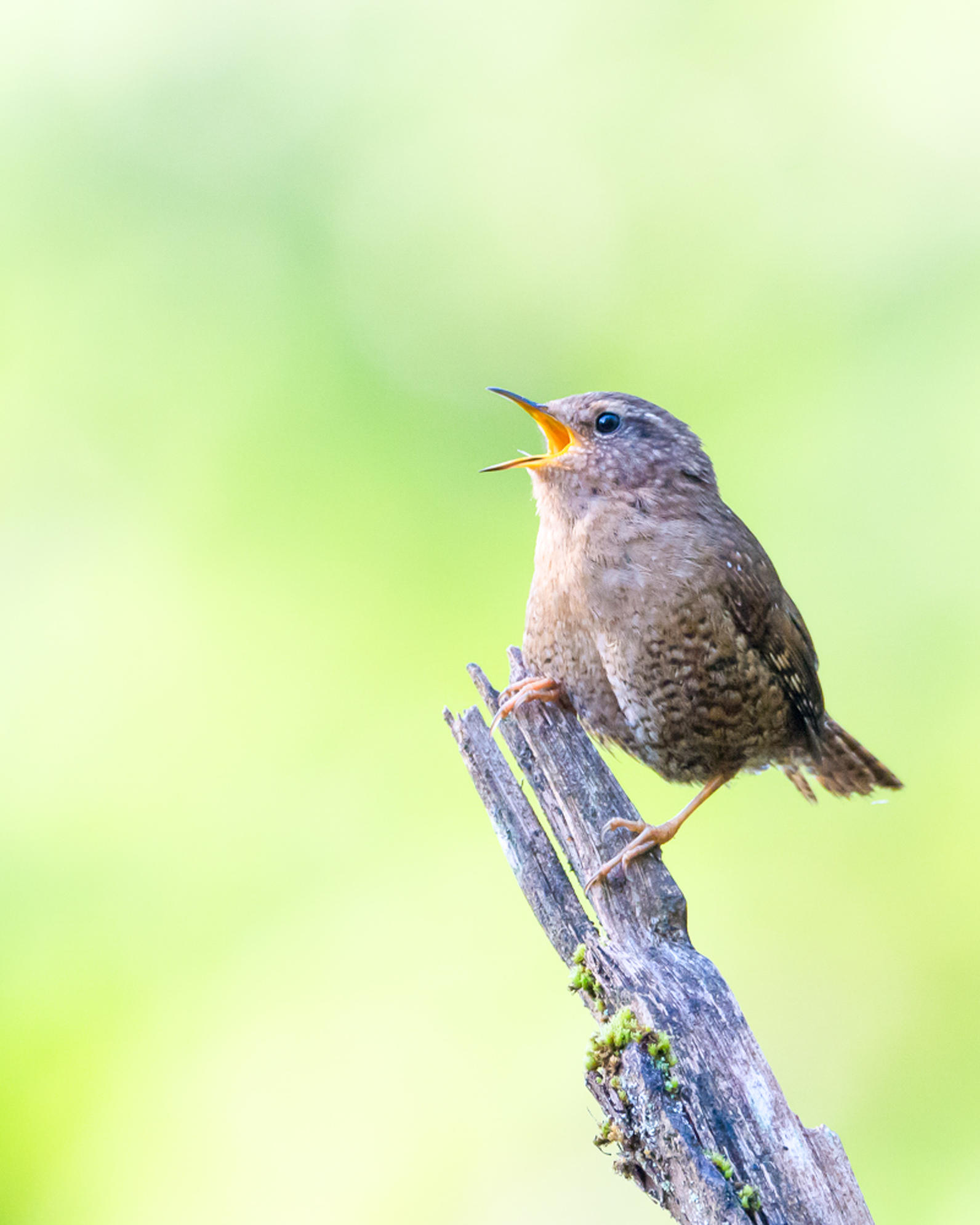 Pacific Wren. Pacific Wren.
