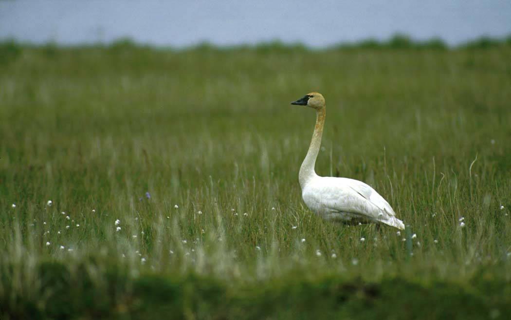 Tundra Swans spend summers in Safety Sound. Tundra Swans spend summers in Safety Sound.