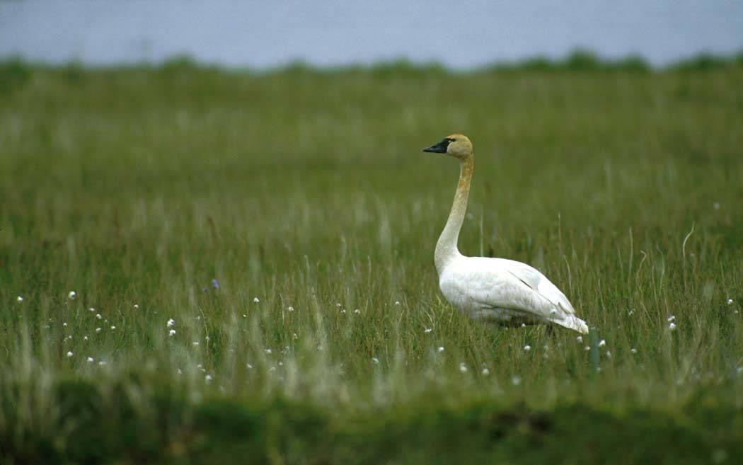 Tundra Swans spend summers in Safety Sound.