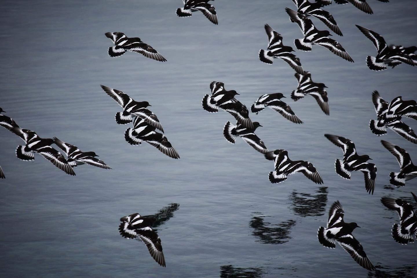Black Turnstones flying in unison in Southeast Alaska. Black Turnstones flying in unison.