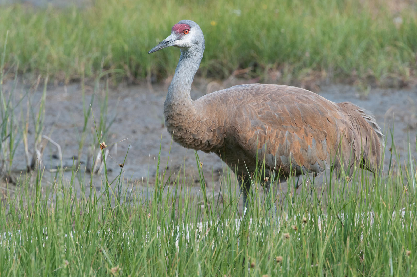 Sandhill Crane. 