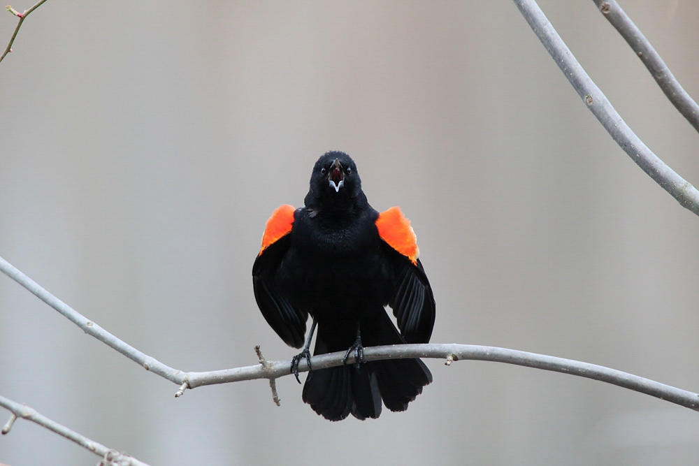 Red-winged Blackbrid. Red-winged Blackbrid.