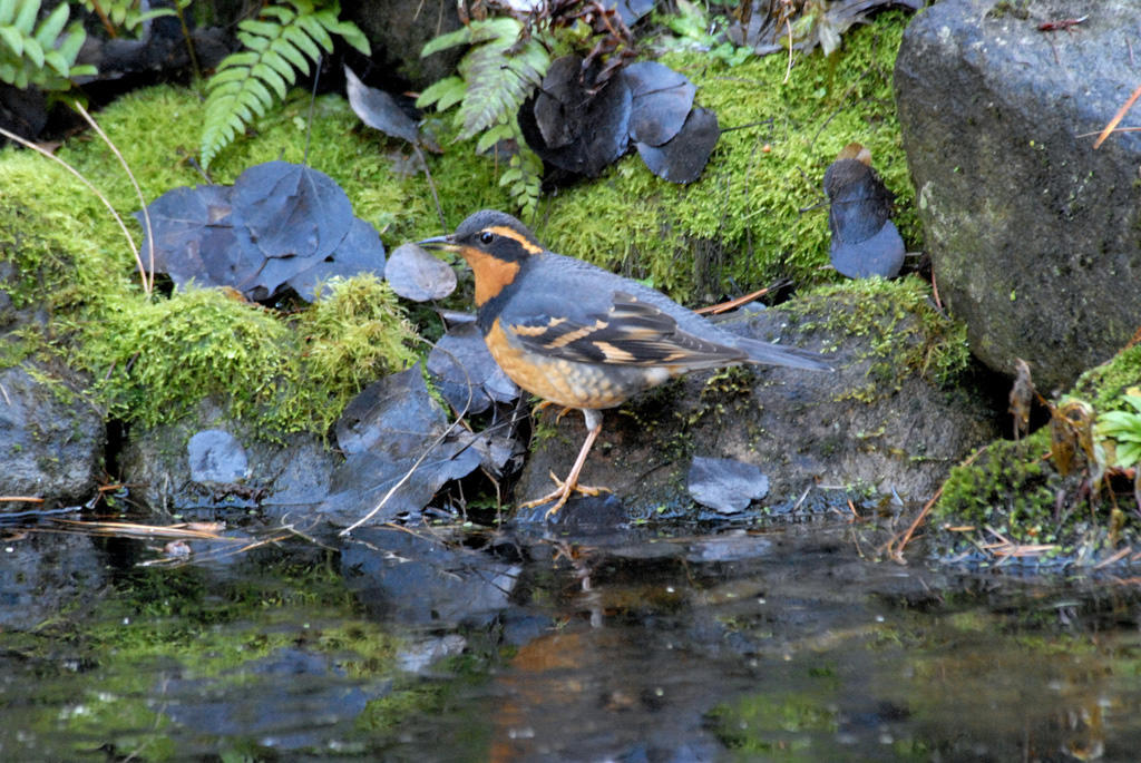 Varied Thrush. Varied Thrush.