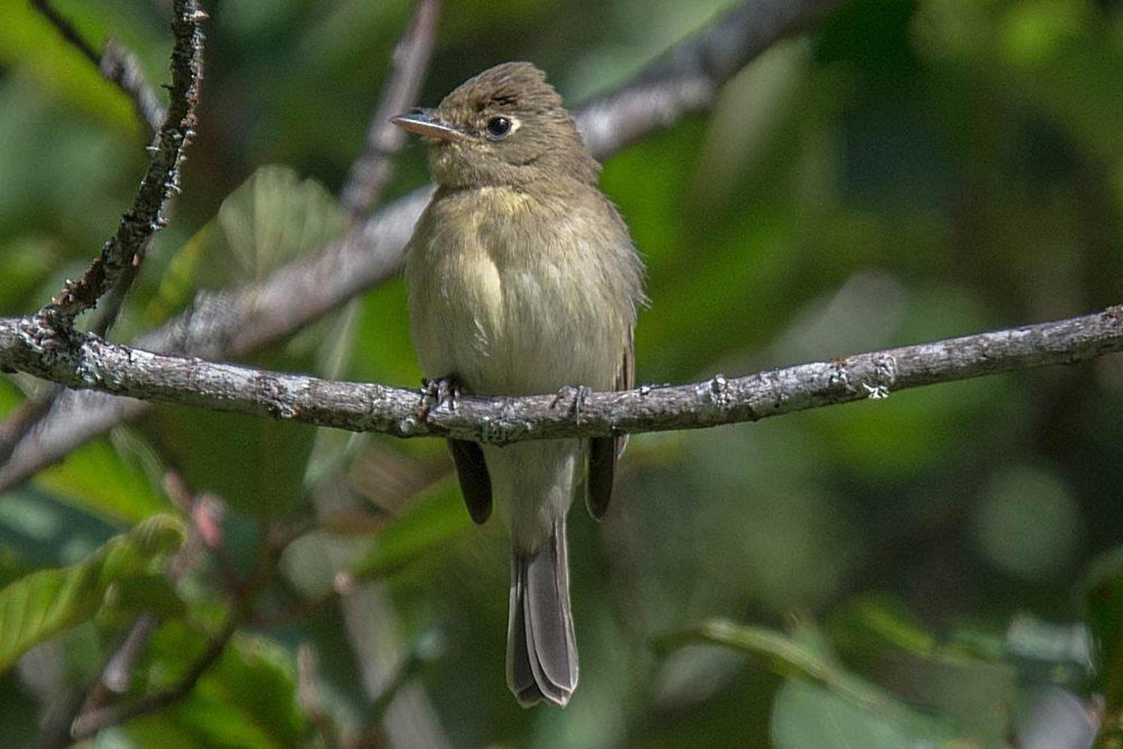 Pacific-slope Flycatcher. Pacific-slope Flycatcher.