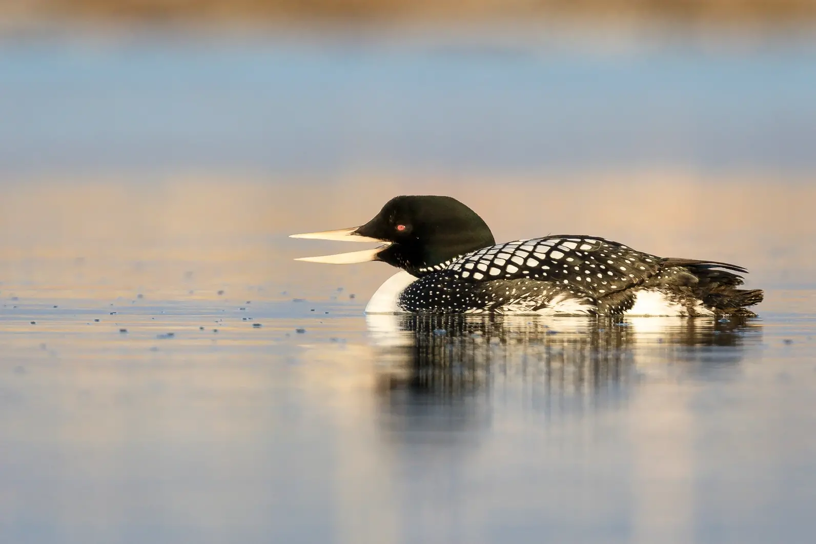 Yellow-billed Loon on water with open beak