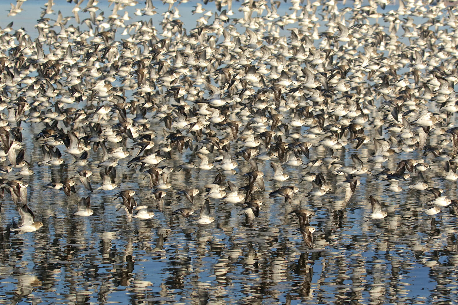 Western-Sandpiper_Photo_ Karl-Bardon, Audubon Photography Awards Western-Sandpiper_Photo_ Karl-Bardon, Audubon Photography Awards