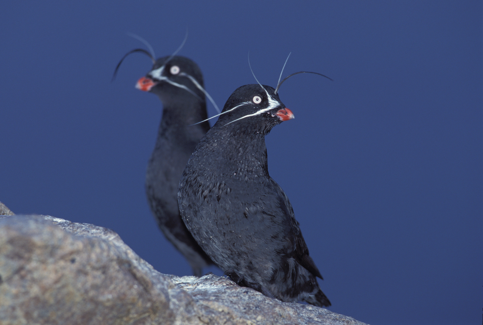 Whiskered Auklet Whiskered Auklet