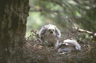 Northern Goshawk. Northern Goshawk.