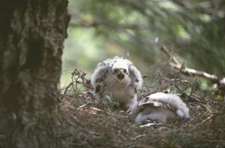 Northern Goshawk. 