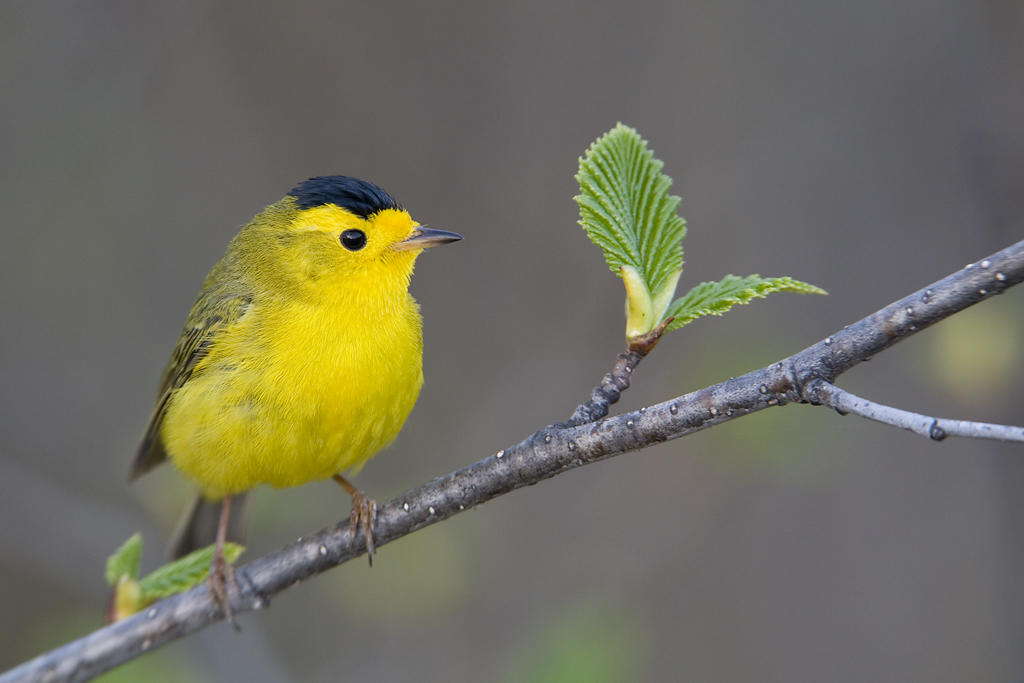 Wilson's Warbler Wilson's Warbler