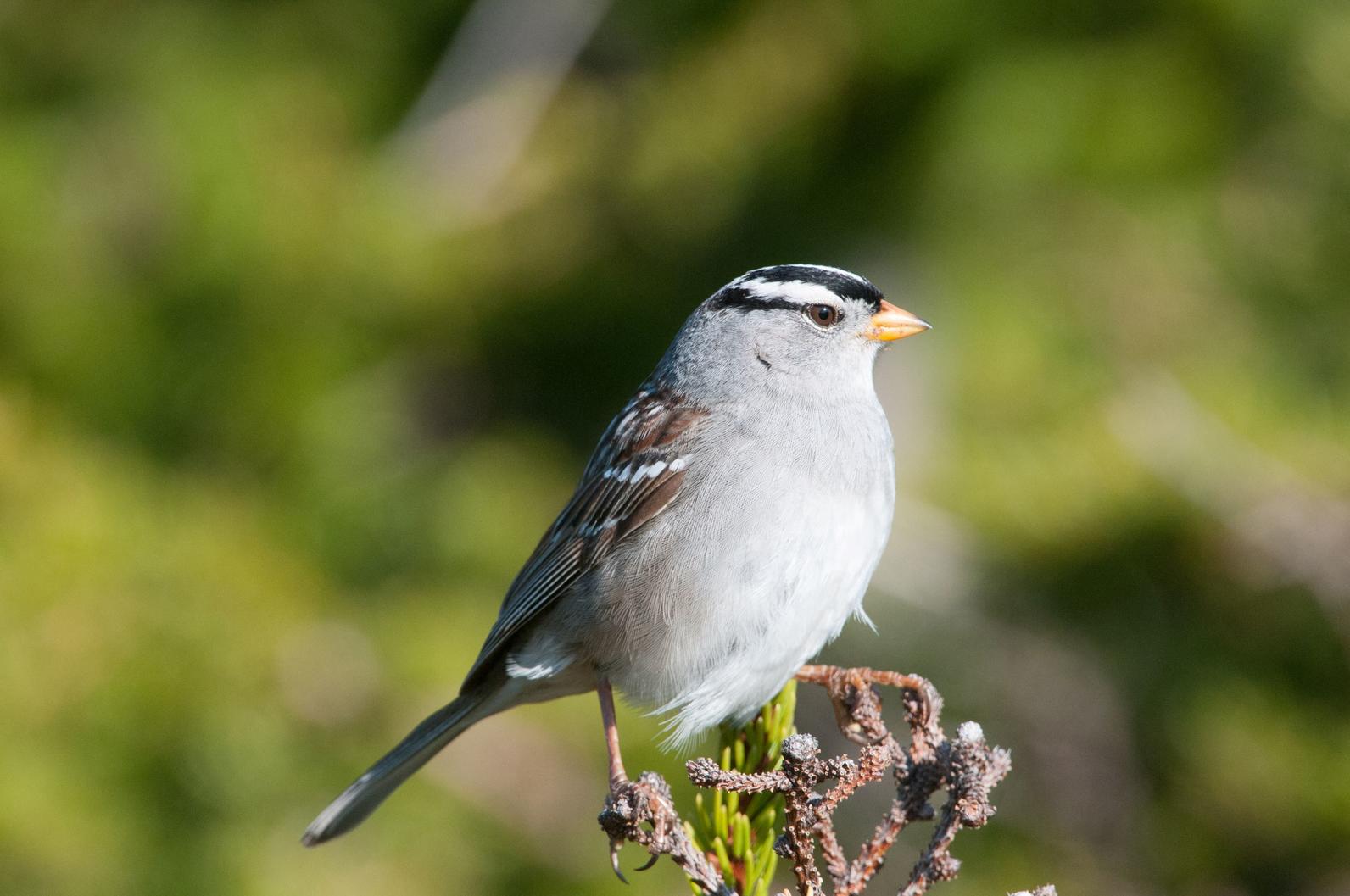 White-crowned Sparrow. 