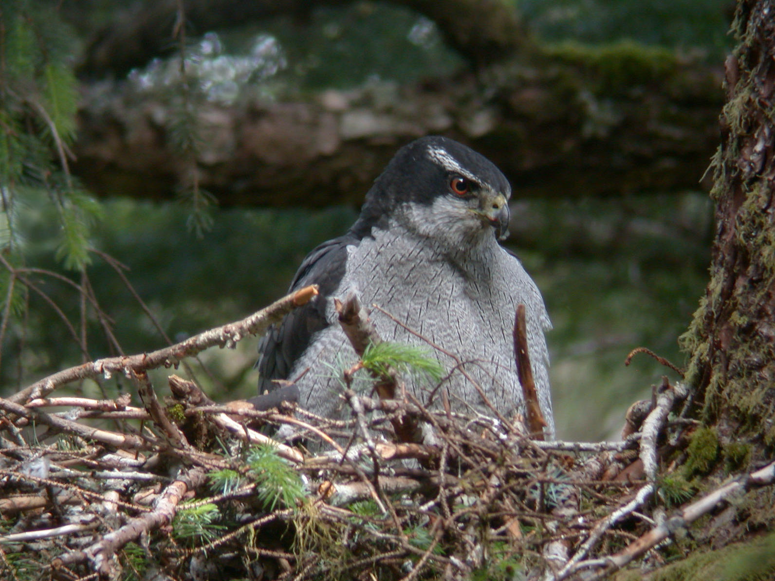 Northern Goshawk. 