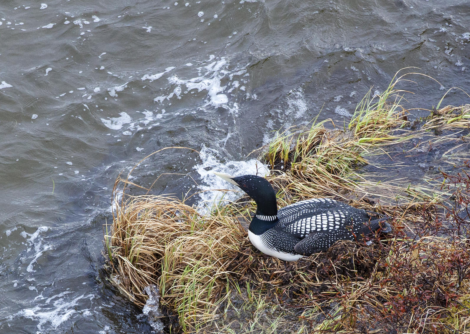 Yellow-billed Loon.