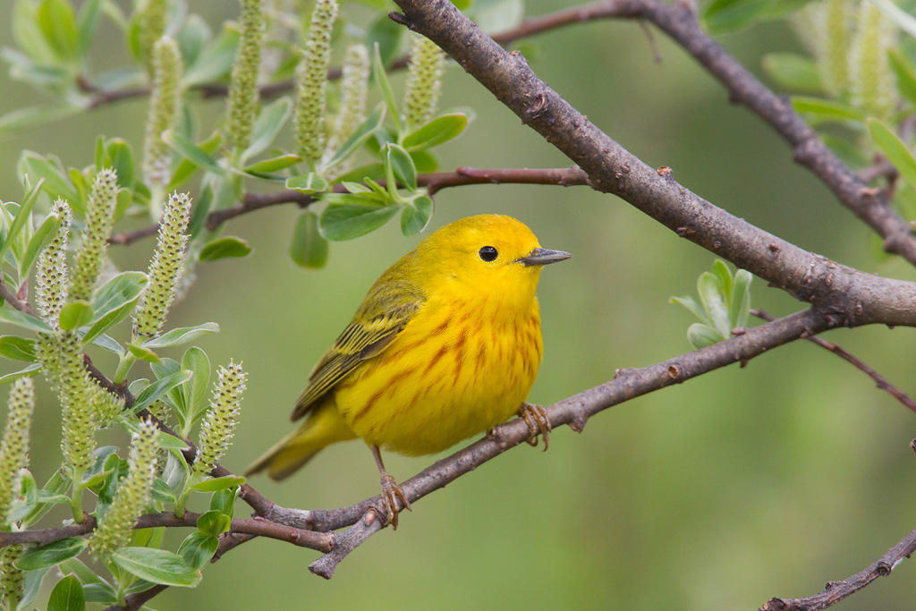 Yellow Warbler Yellow Warbler