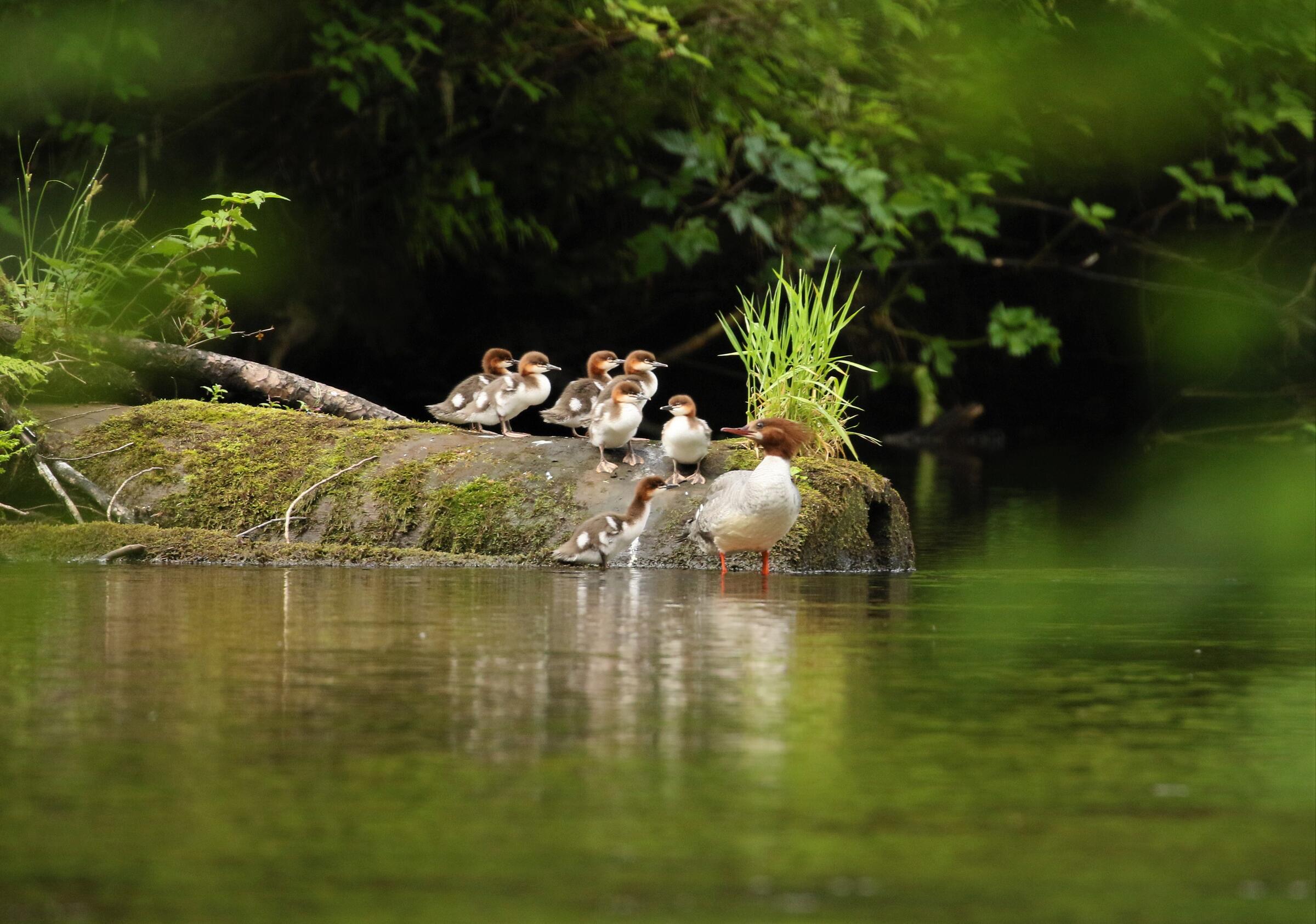 Common Merganser with babies in forest pond