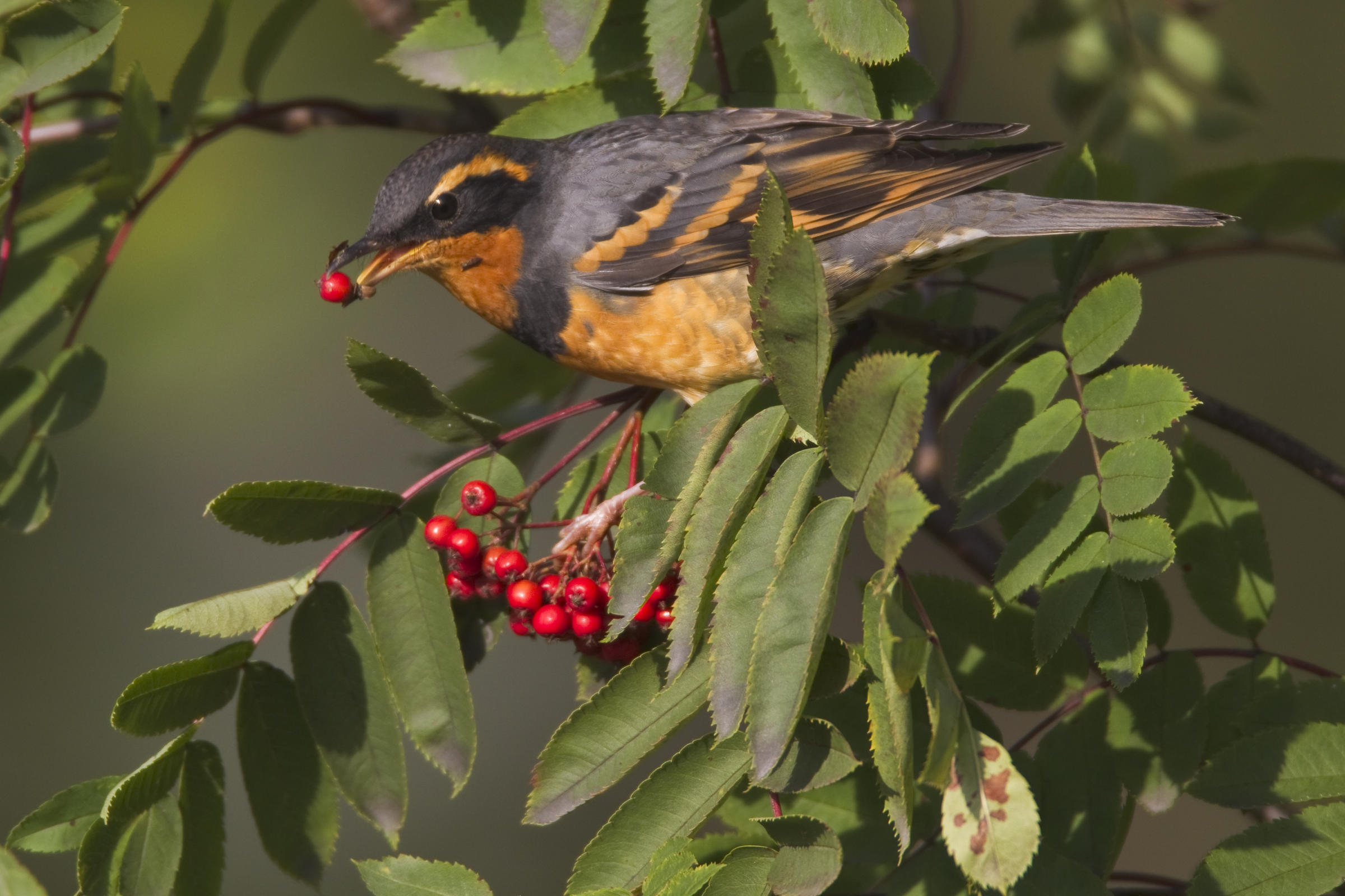 Varied Thrush with berry