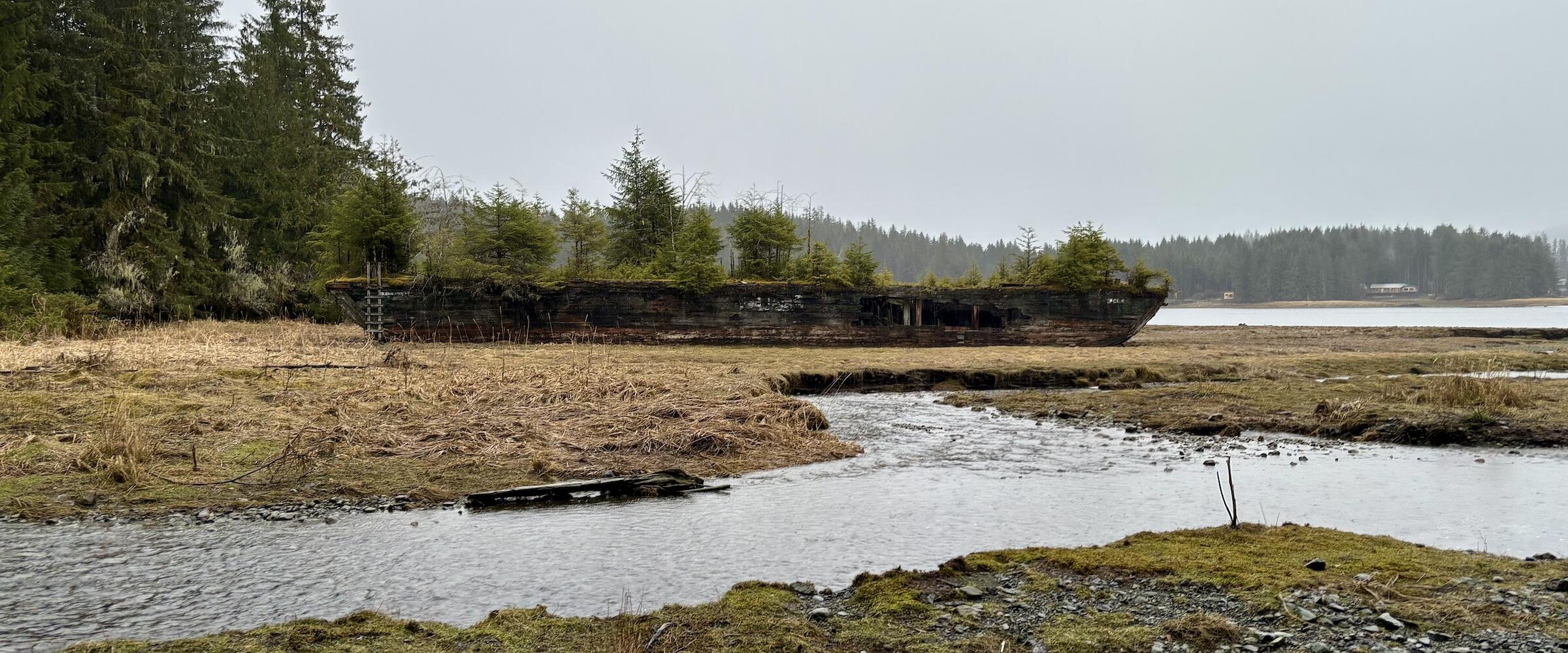 Overgrown barge in rainforest delta