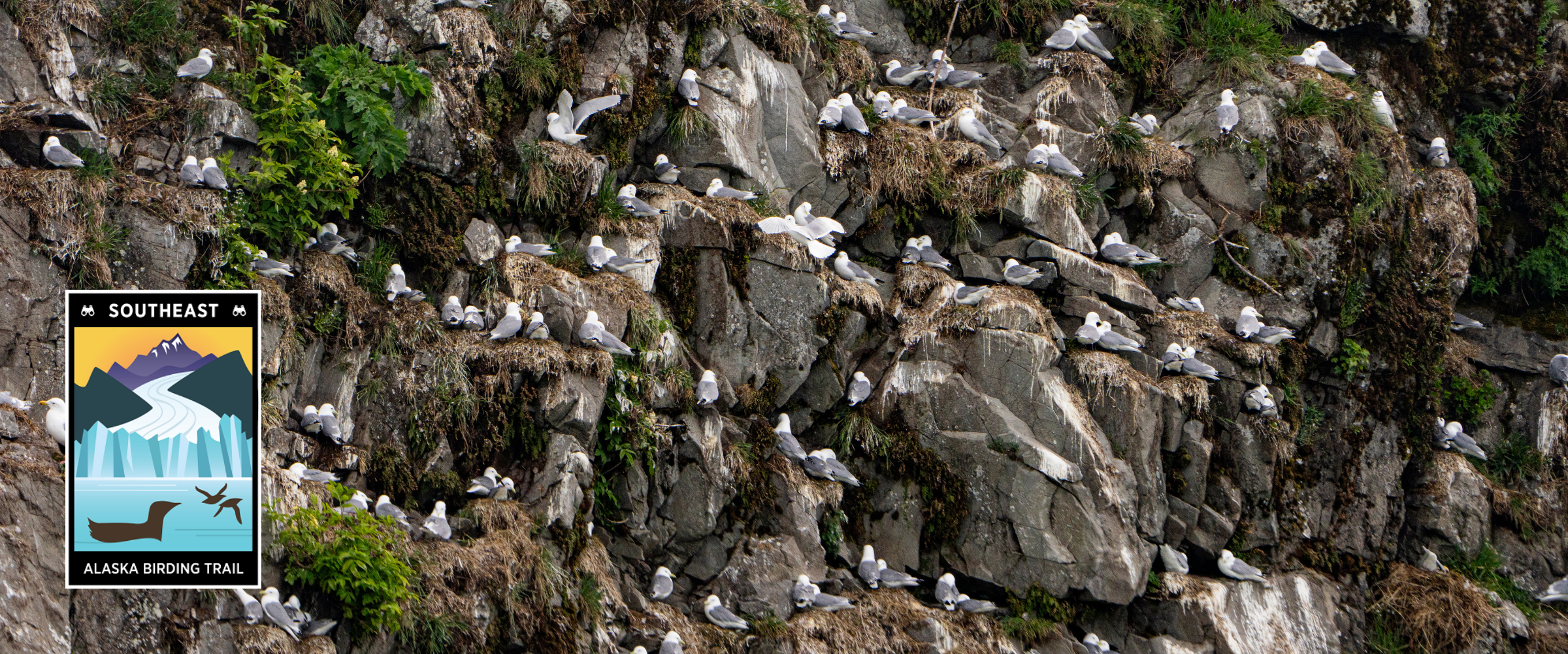 White birds perched on sea bluff face