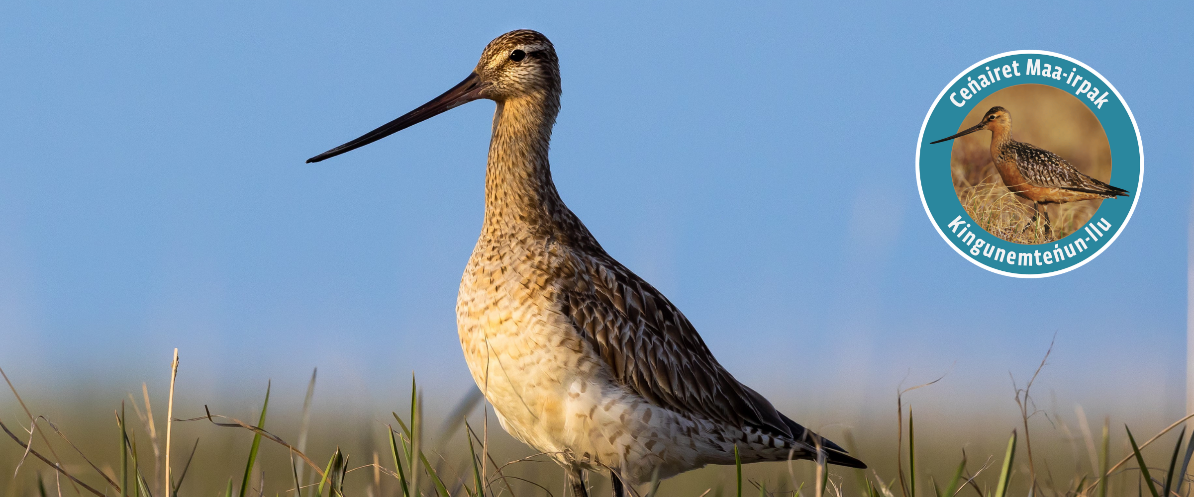 Shorebird on tundra
